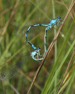 Image of Arctic Bluet