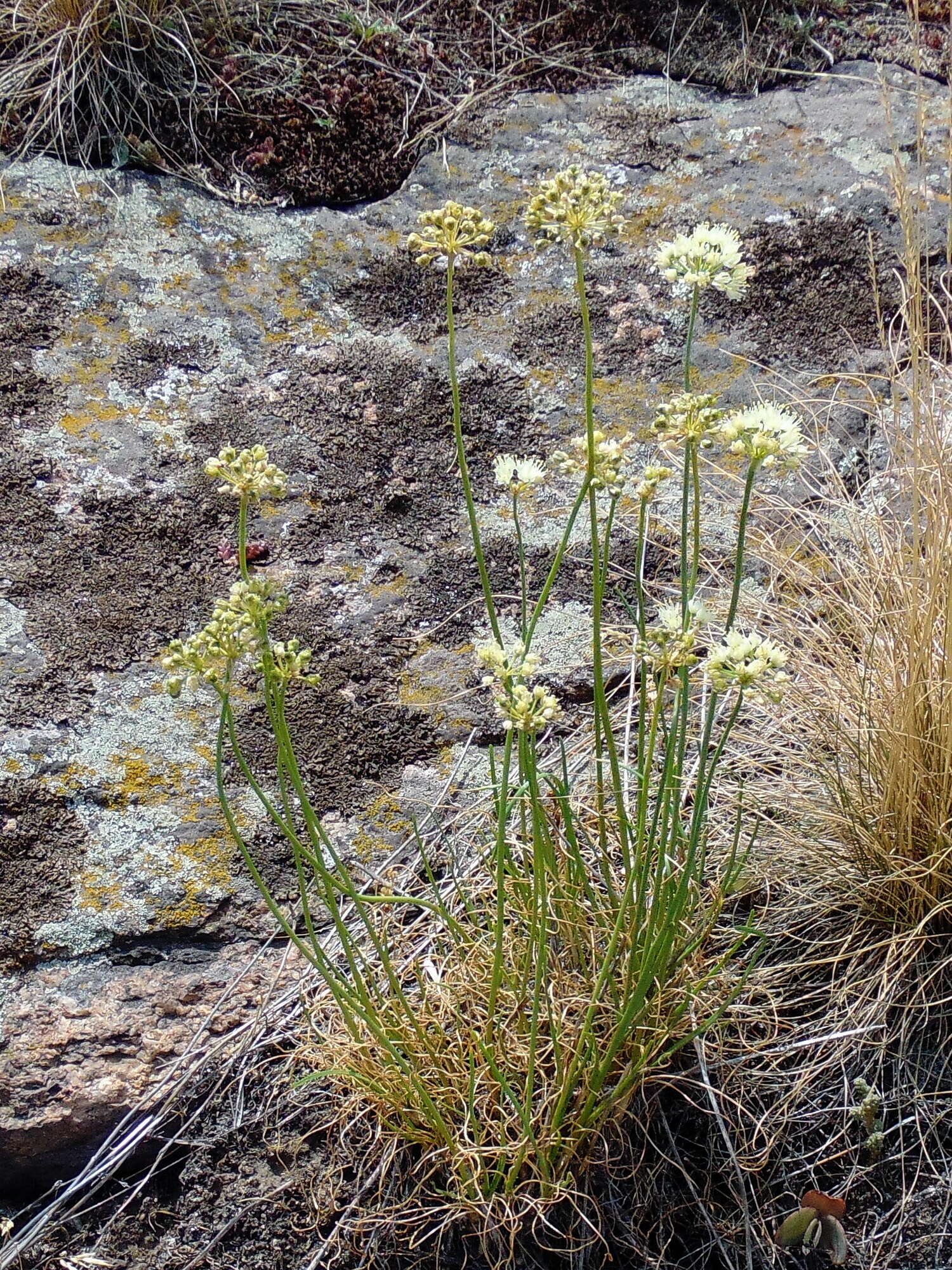 Image of Allium flavescens Besser