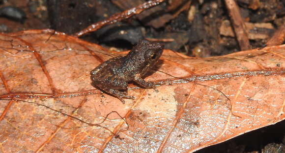 Image de Pseudophilautus wynaadensis (Jerdon 1853)