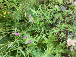 Image of Red hemp-nettle