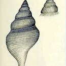 Image of Daphnella stiphra Verco 1909