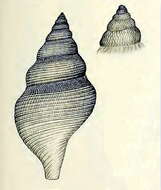 Image of Daphnella stiphra Verco 1909