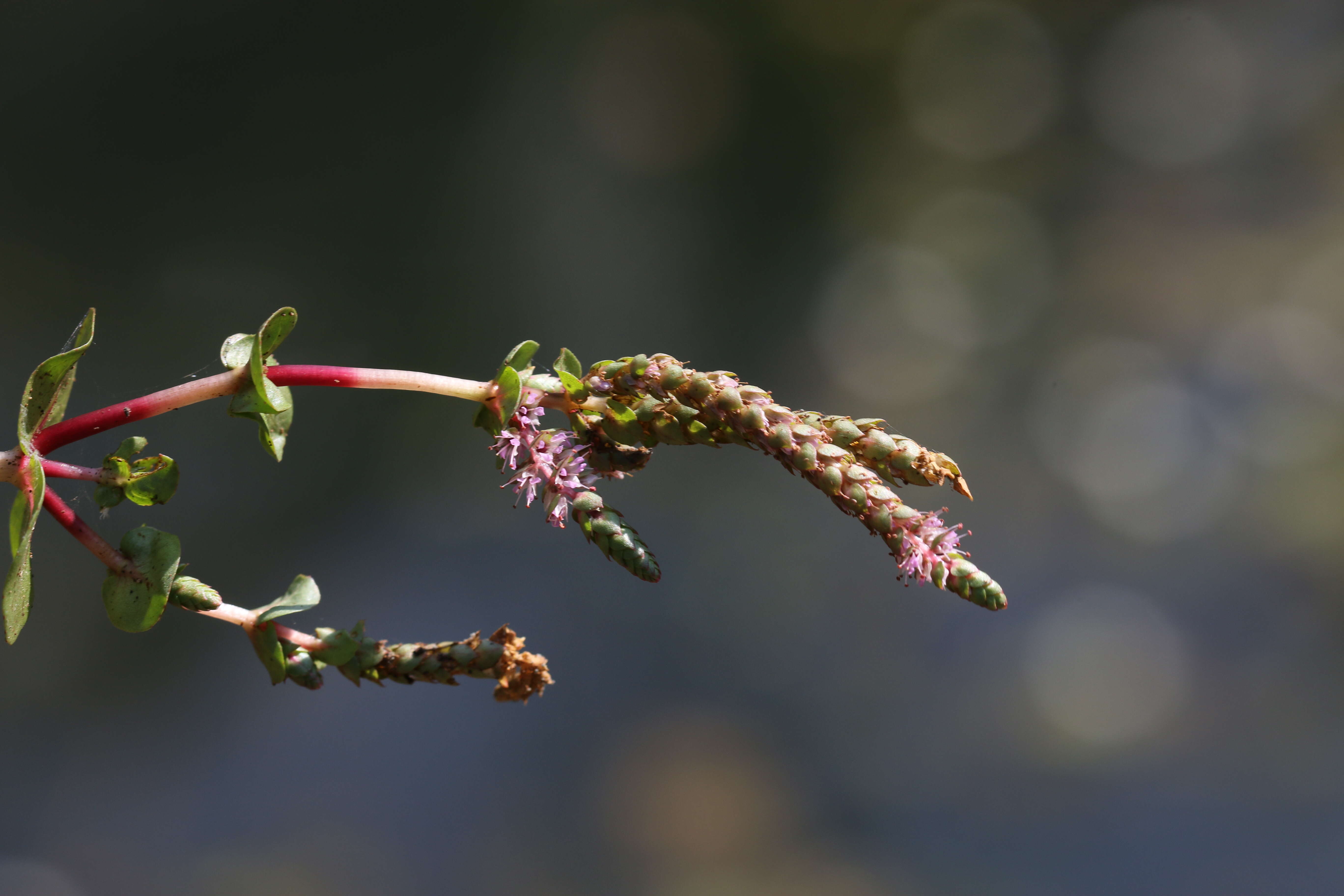 Image of rotala