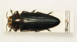 Image of Jewel beetle