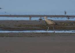 Image of Long-billed Curlew