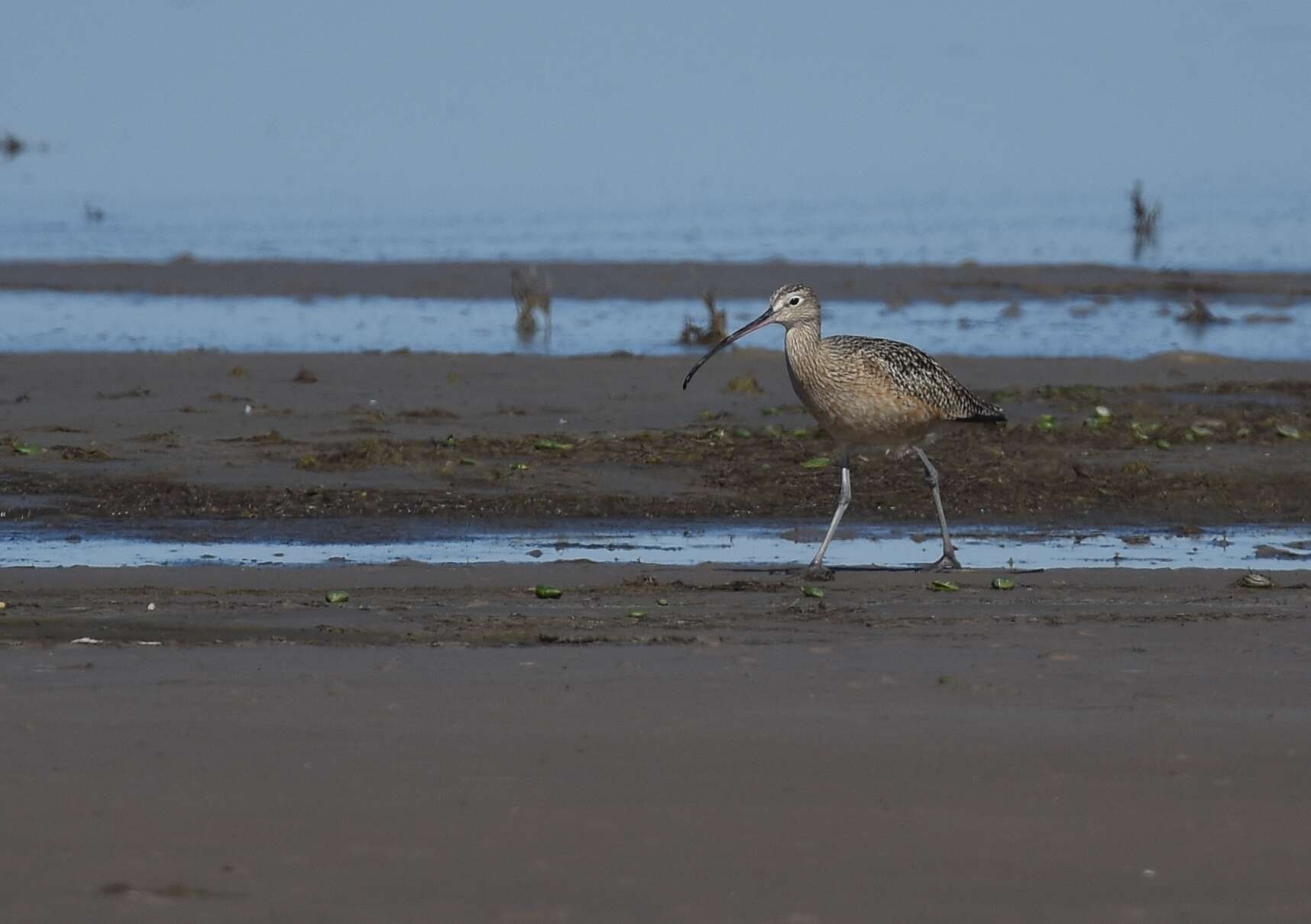 Image of Long-billed Curlew