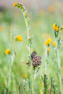 Image of Euphydryas editha bayensis