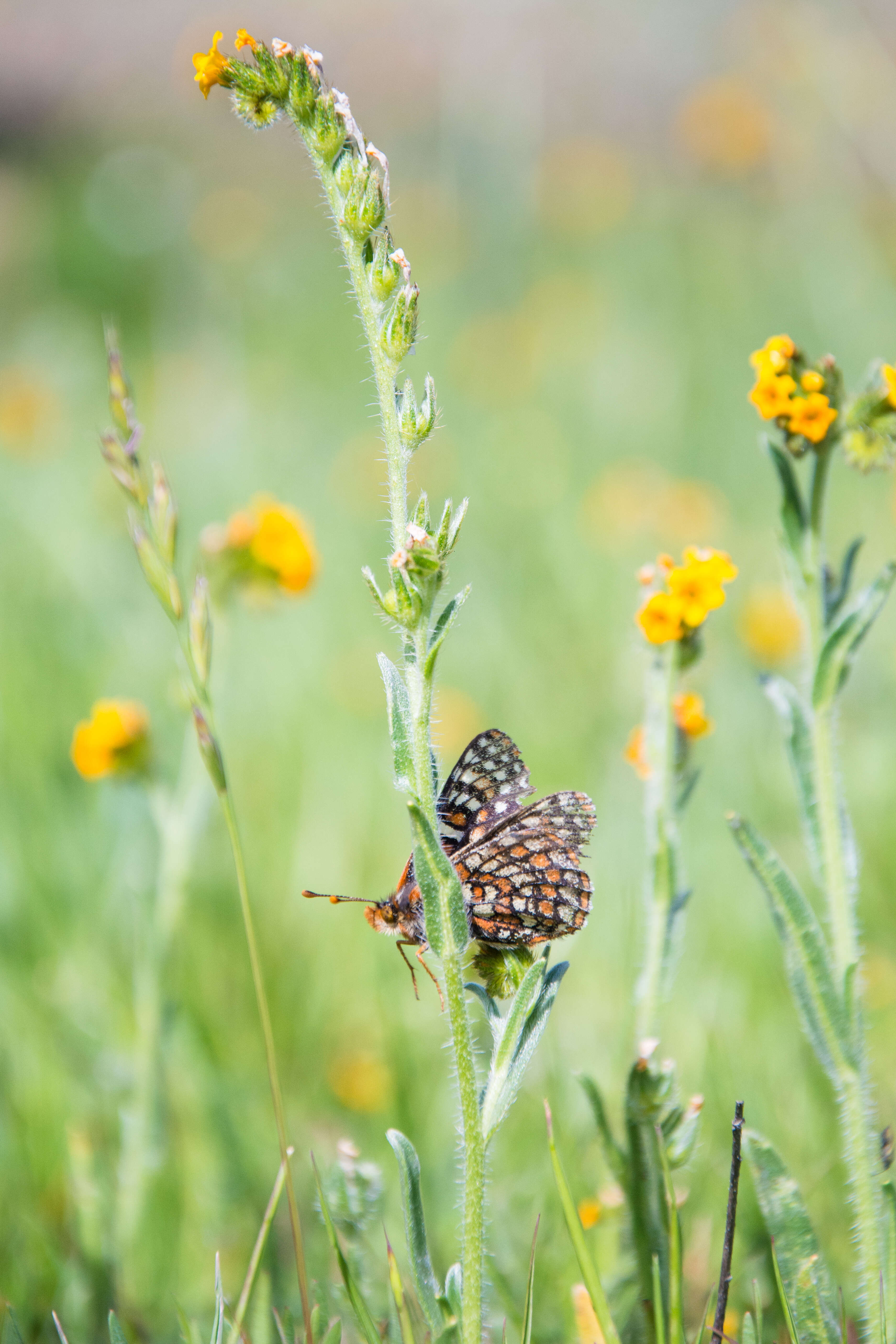 Image of Euphydryas editha bayensis