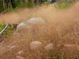 Image of rough bentgrass