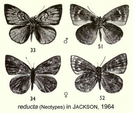 Слика од Hypophytala reducta