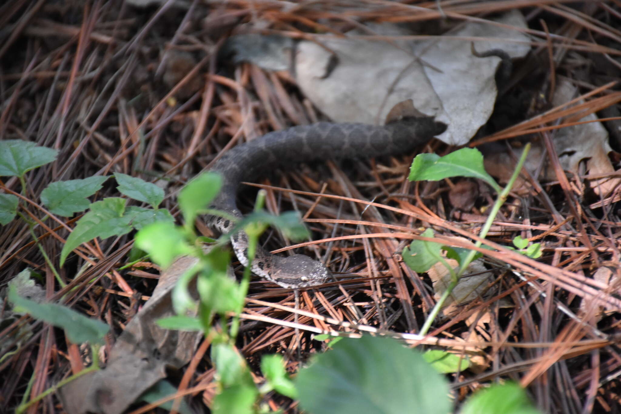 Image of Metlapilcoatlus