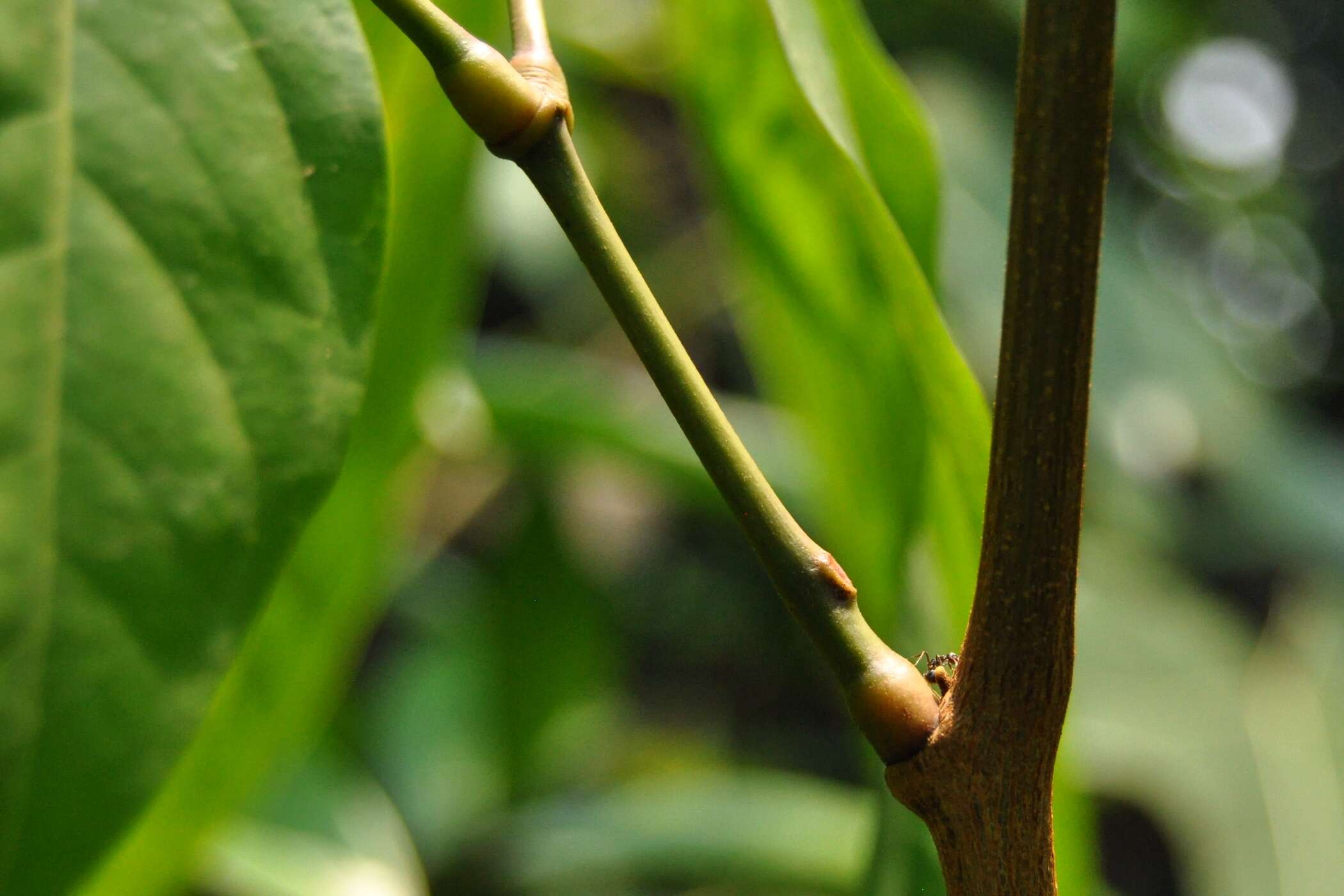 Imagem de Archidendron pauciflorum (Benth.) I. C. Nielsen