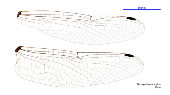 Image of Parasynthemis Carle 1995