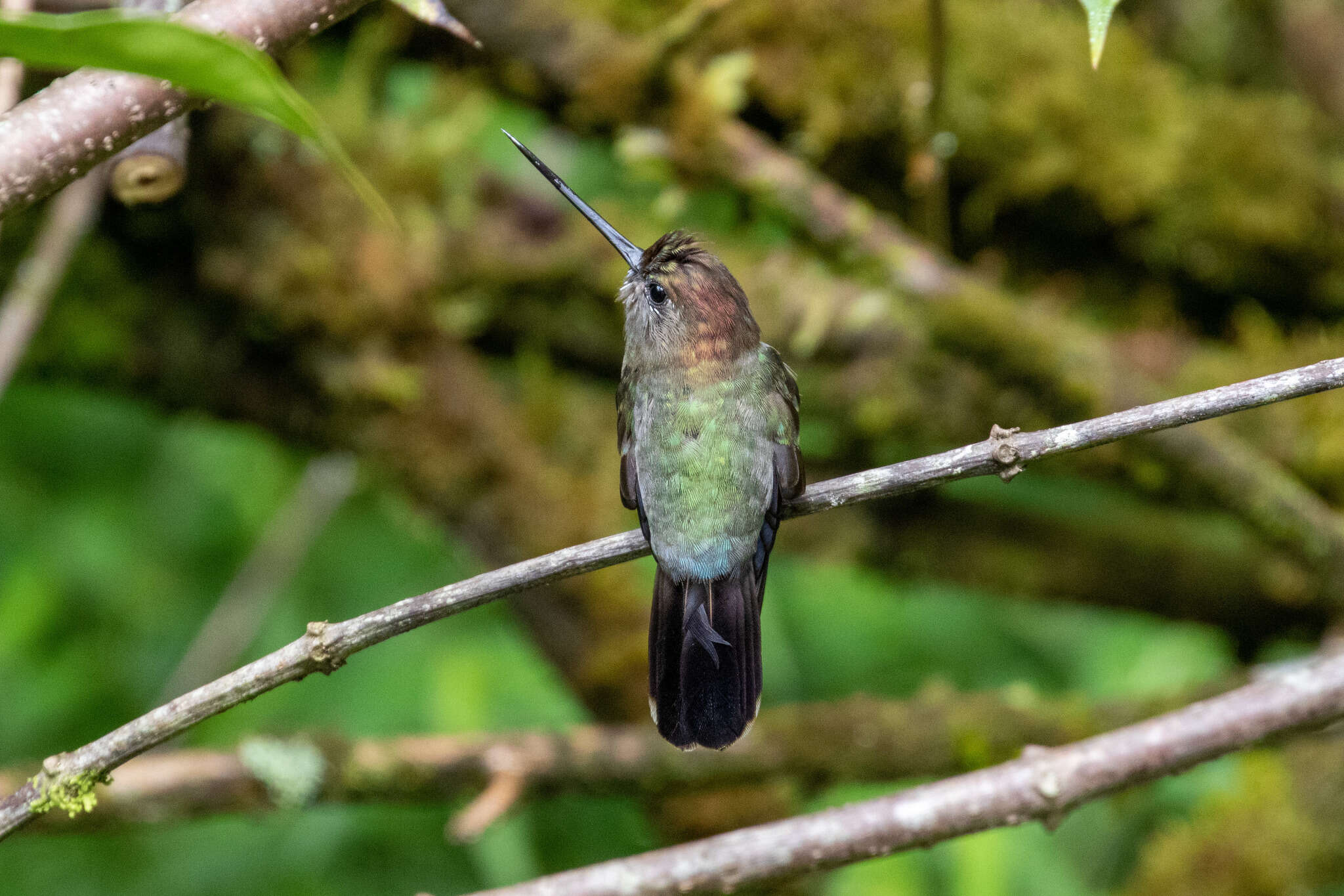 Doryfera johannae (Bourcier 1847) resmi