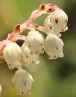 Image of Gaultheria depressa Hook. fil.