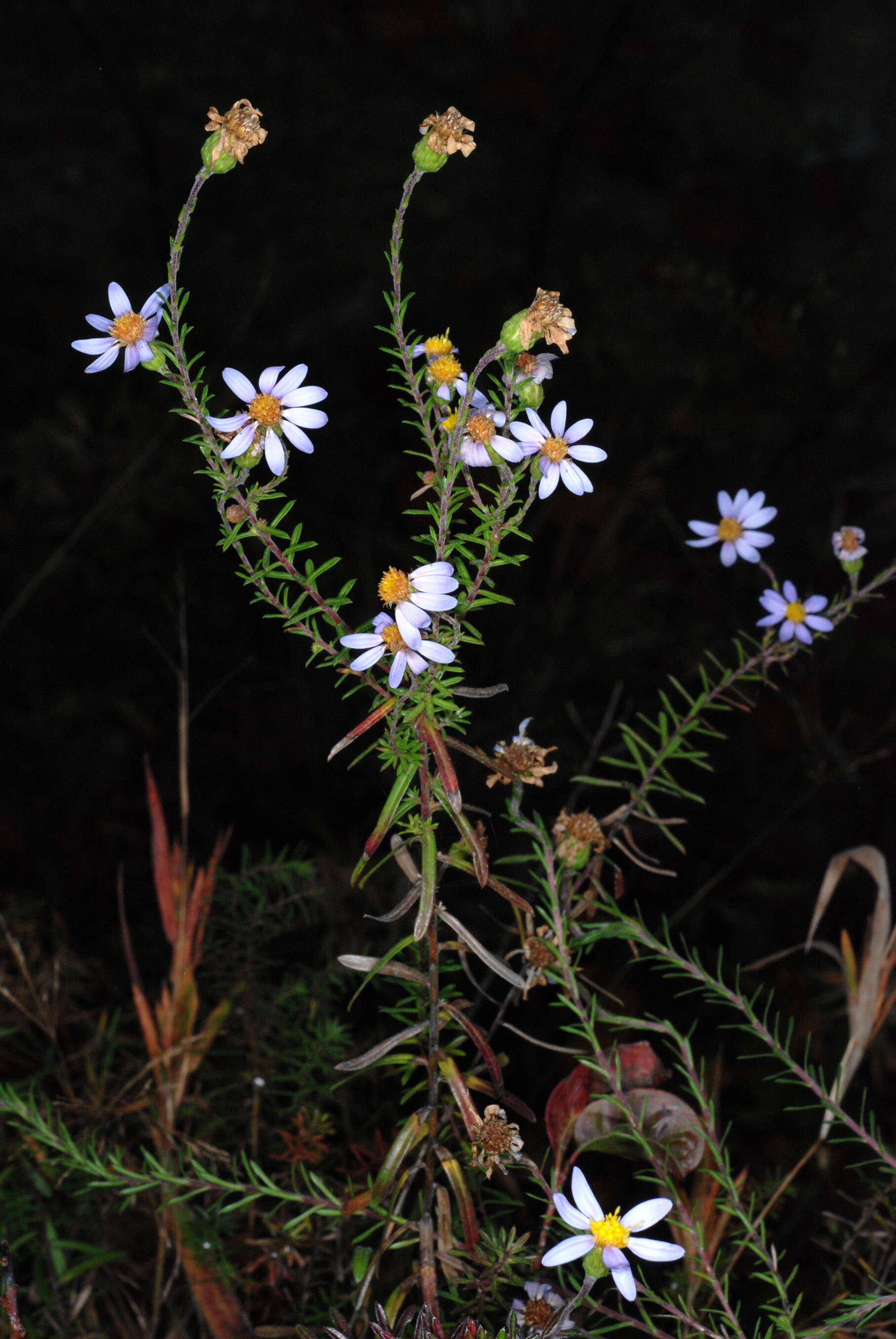 Image of Ionactis linariifolia (L.) Greene