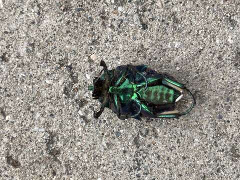 Image of figeater beetle