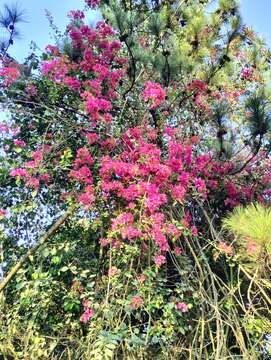 Слика од Bougainvillea