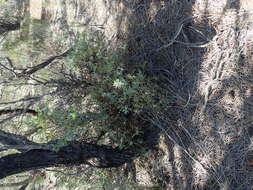 Image of Isopogon villosus Meissn.