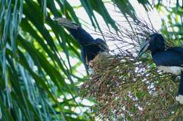 Image of Trumpeter Hornbill