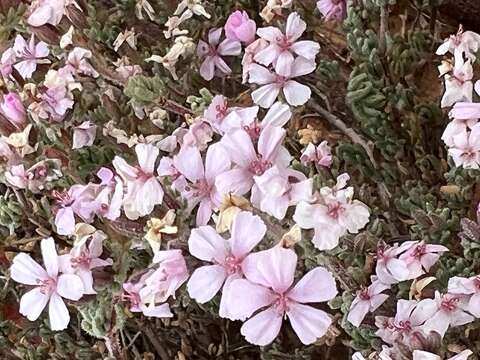 Image of Frankenia cordata J. M. Black