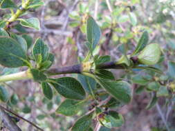 Image of alpine mirrorplant