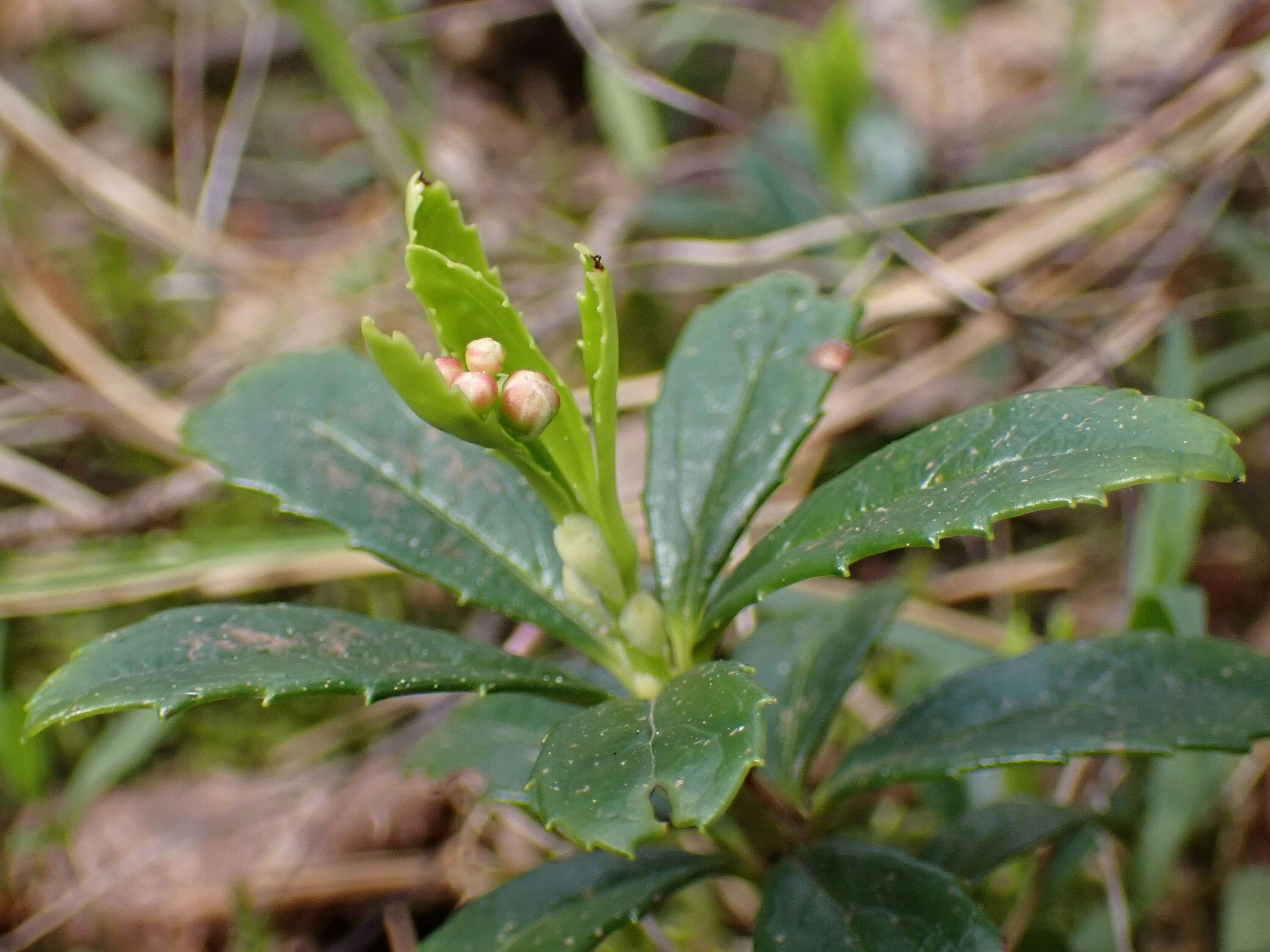 Image of pipsissewa