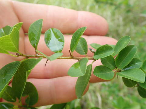 Image of Cudrania cochinchinensis (Lour.) Yakuro Kudo & Masamune