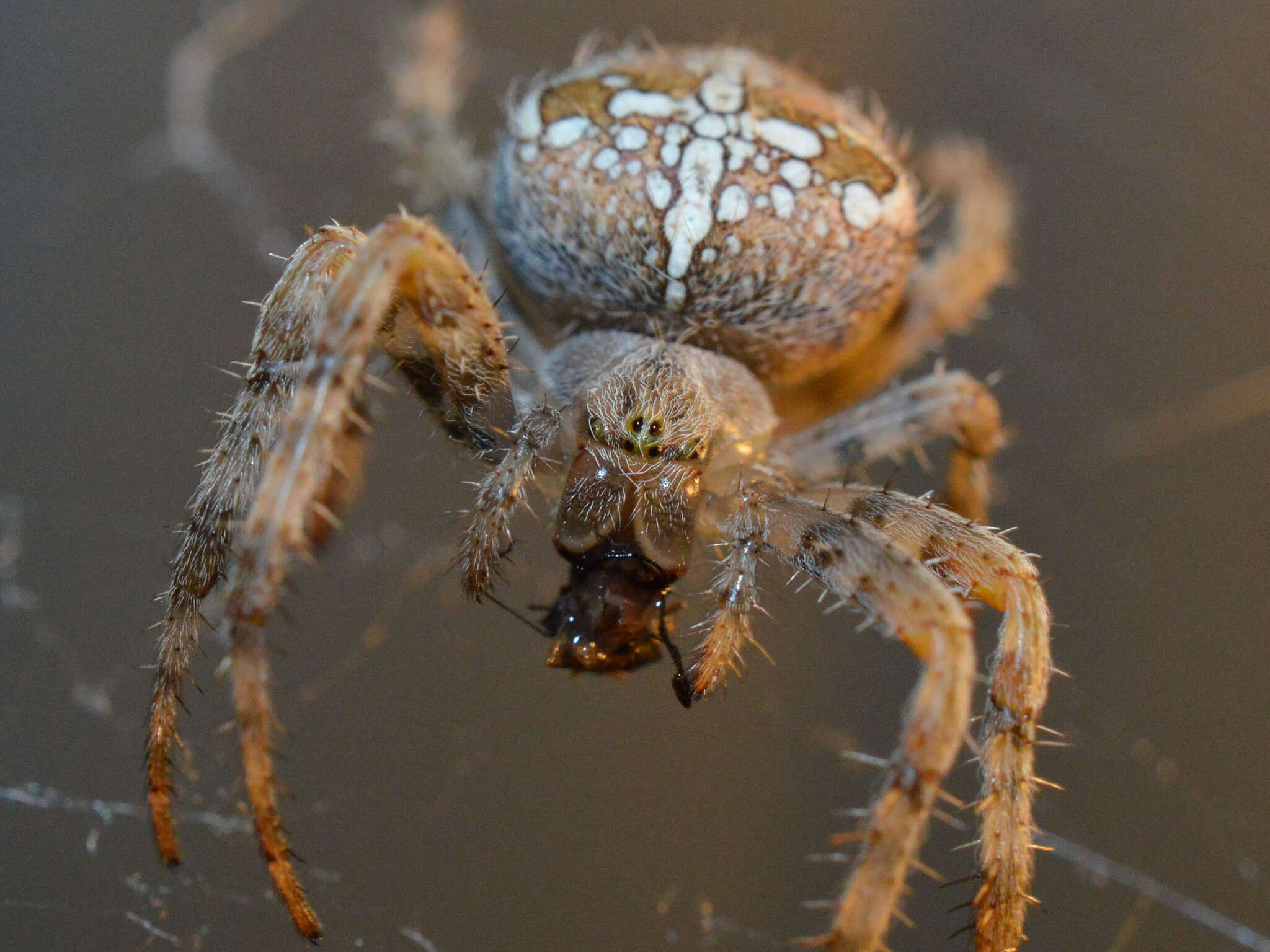 Image of Garden spider