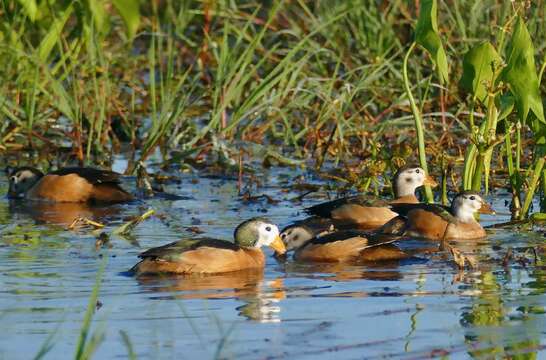 Image of African Pygmy Goose