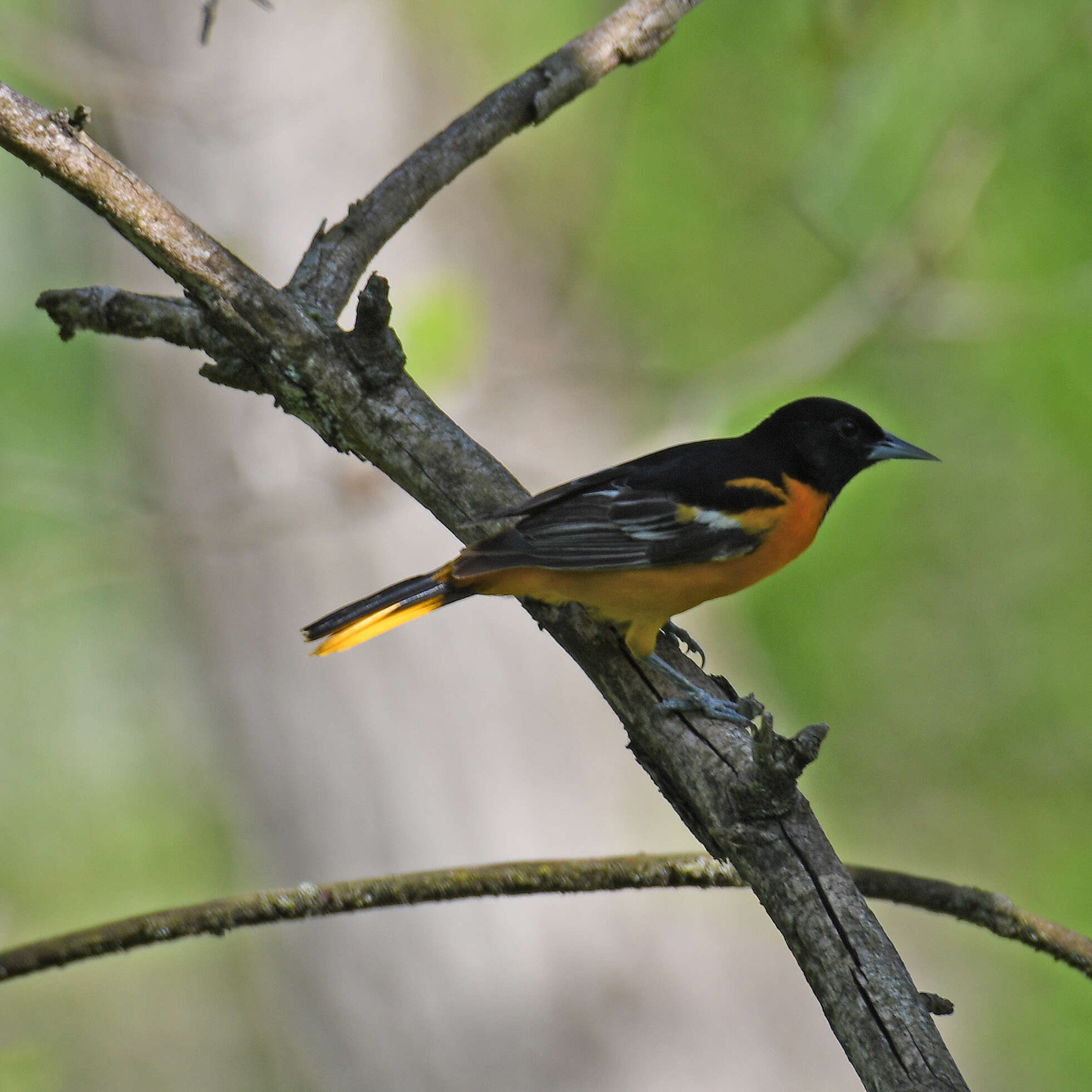 Image of Baltimore Oriole