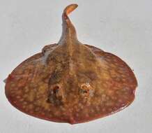 Image of Tumbes Round Stingray