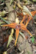 Image of Aristolochia macrocarpa Duch.