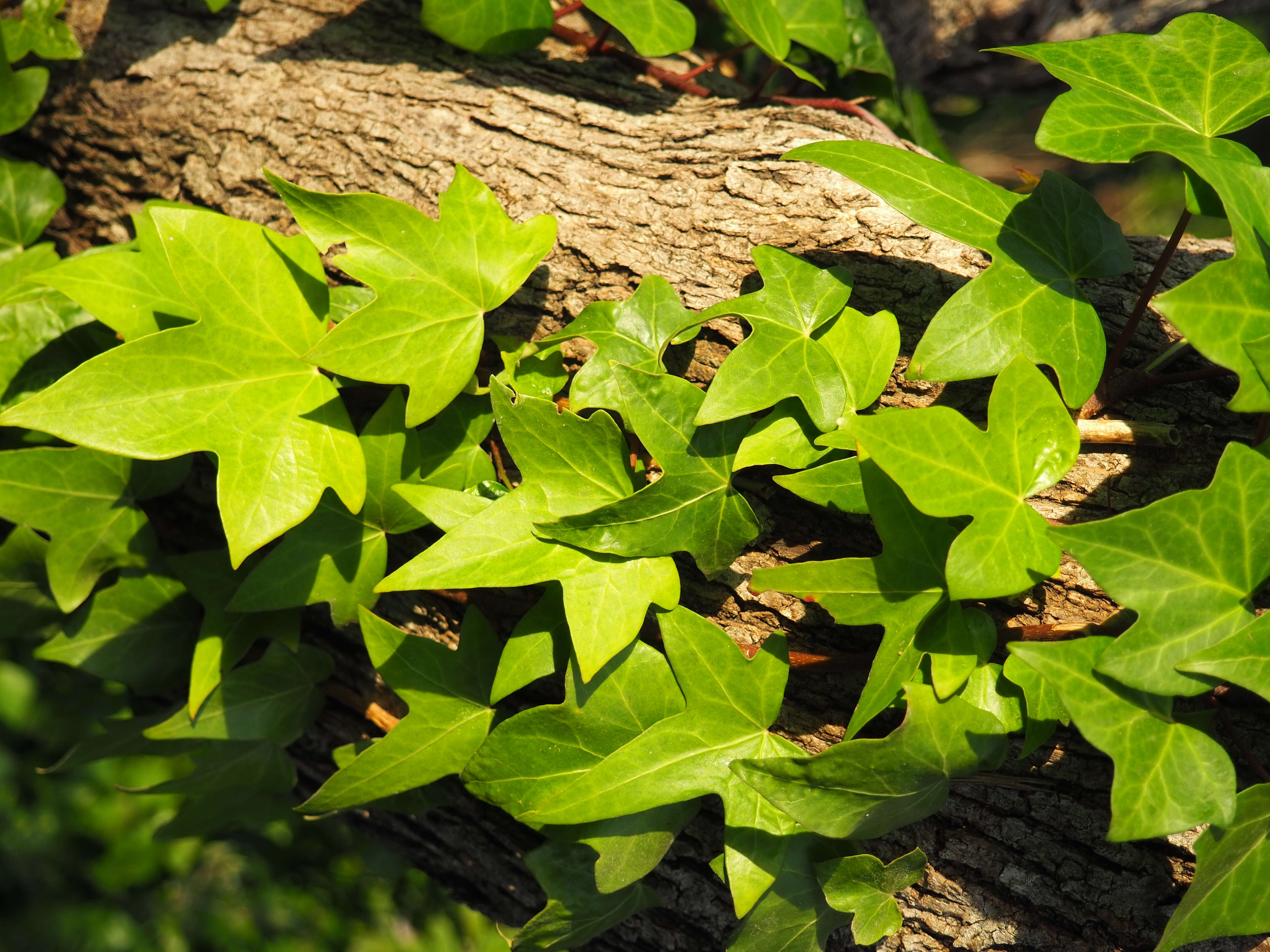 Image of English ivy