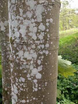 Image of blemished lichen