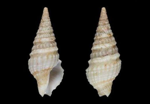 Image of Clavatula petzyae Boyer & Ryall 2006