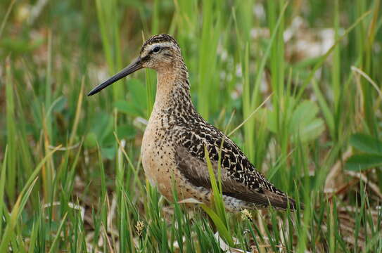 Image of Short-billed Dowitcher