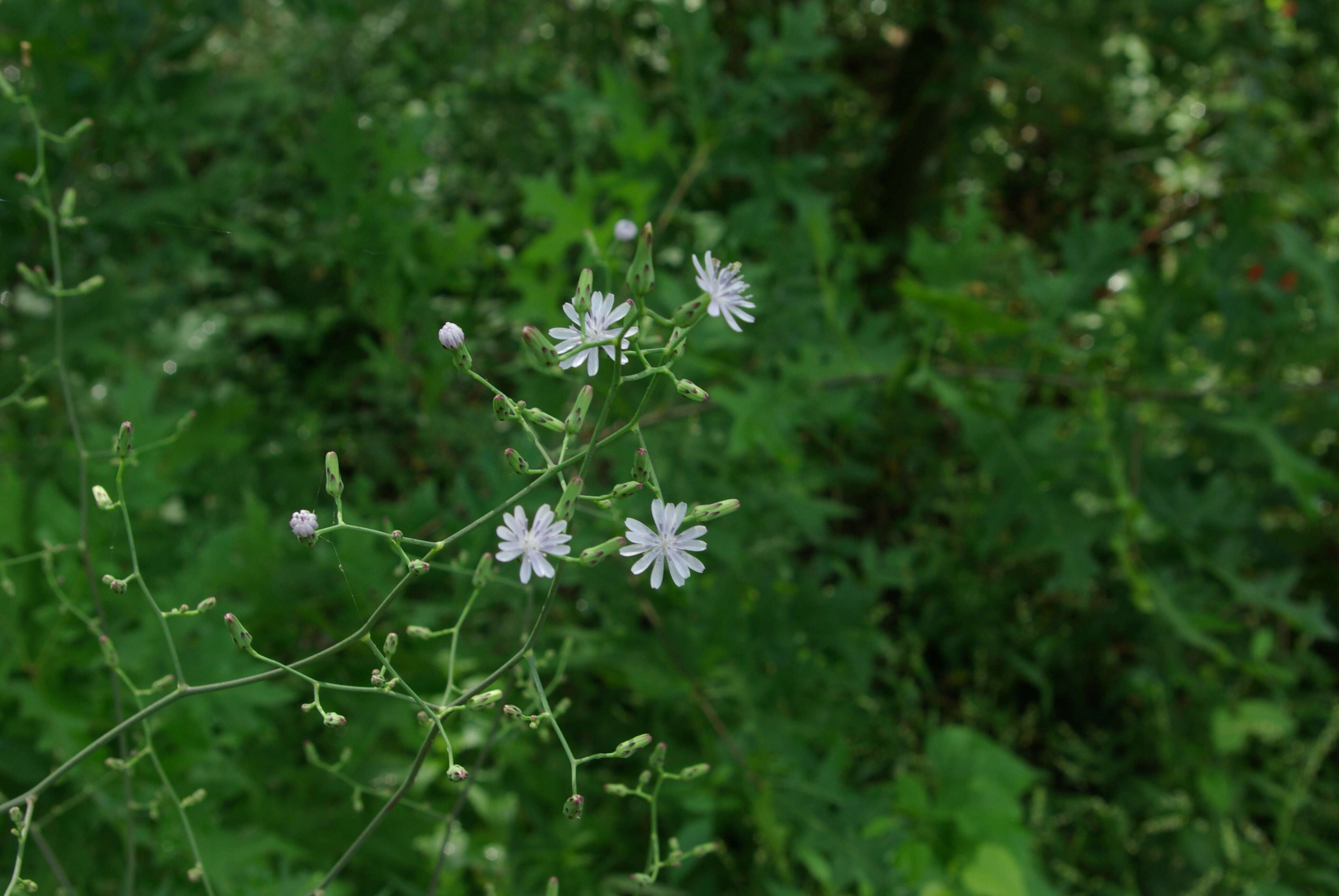 Lactuca floridana (L.) Gaertn.的圖片