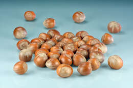 Image of Cobnut