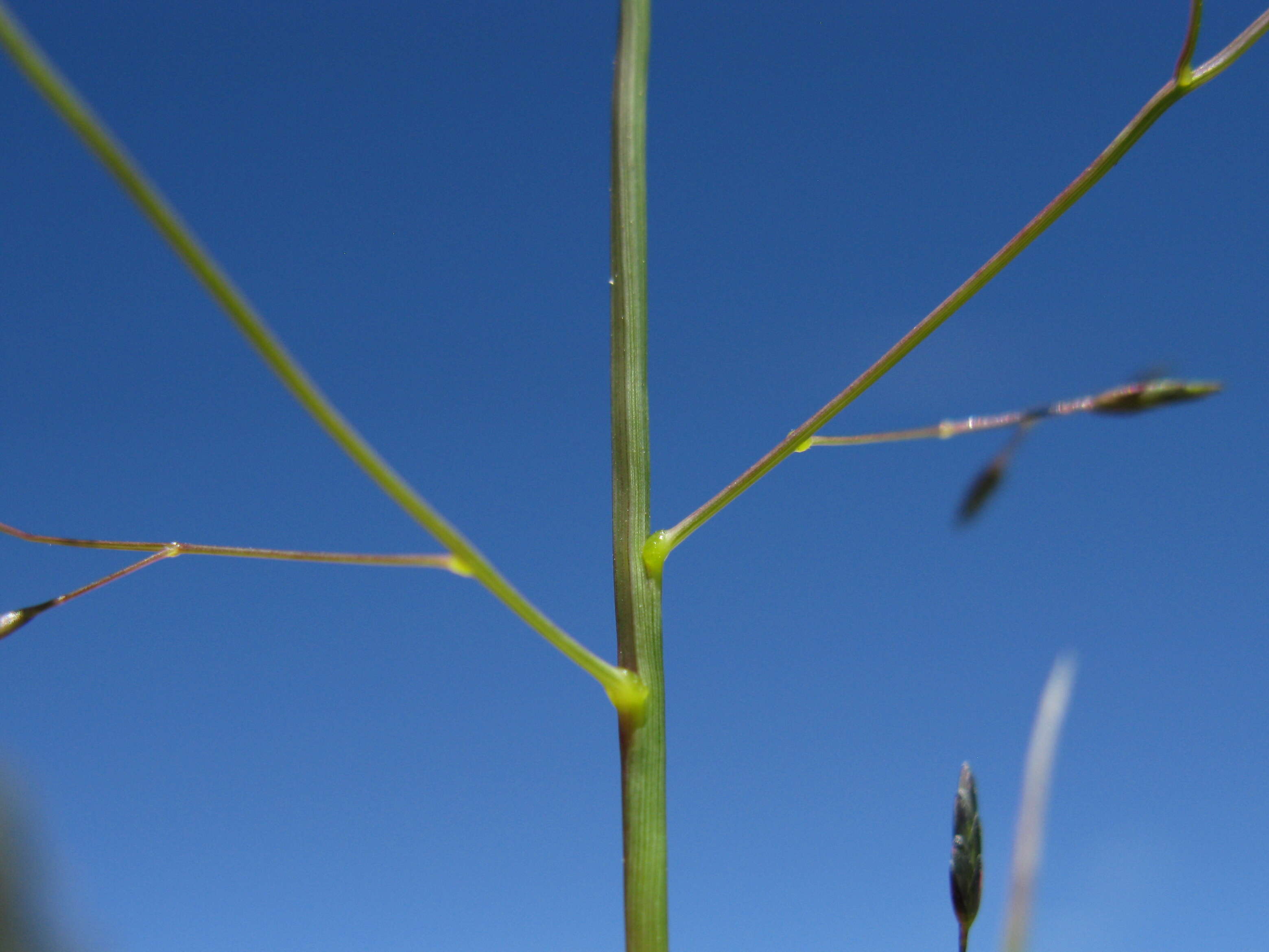 Image of Australian lovegrass