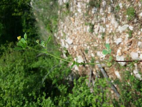 Слика од Medicago truncatula Gaertn.