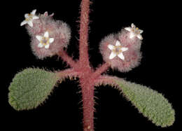 Image of Dicrastylis cordifolia Munir