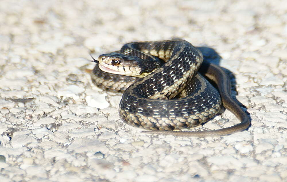 Image of Chicago Garter Snake