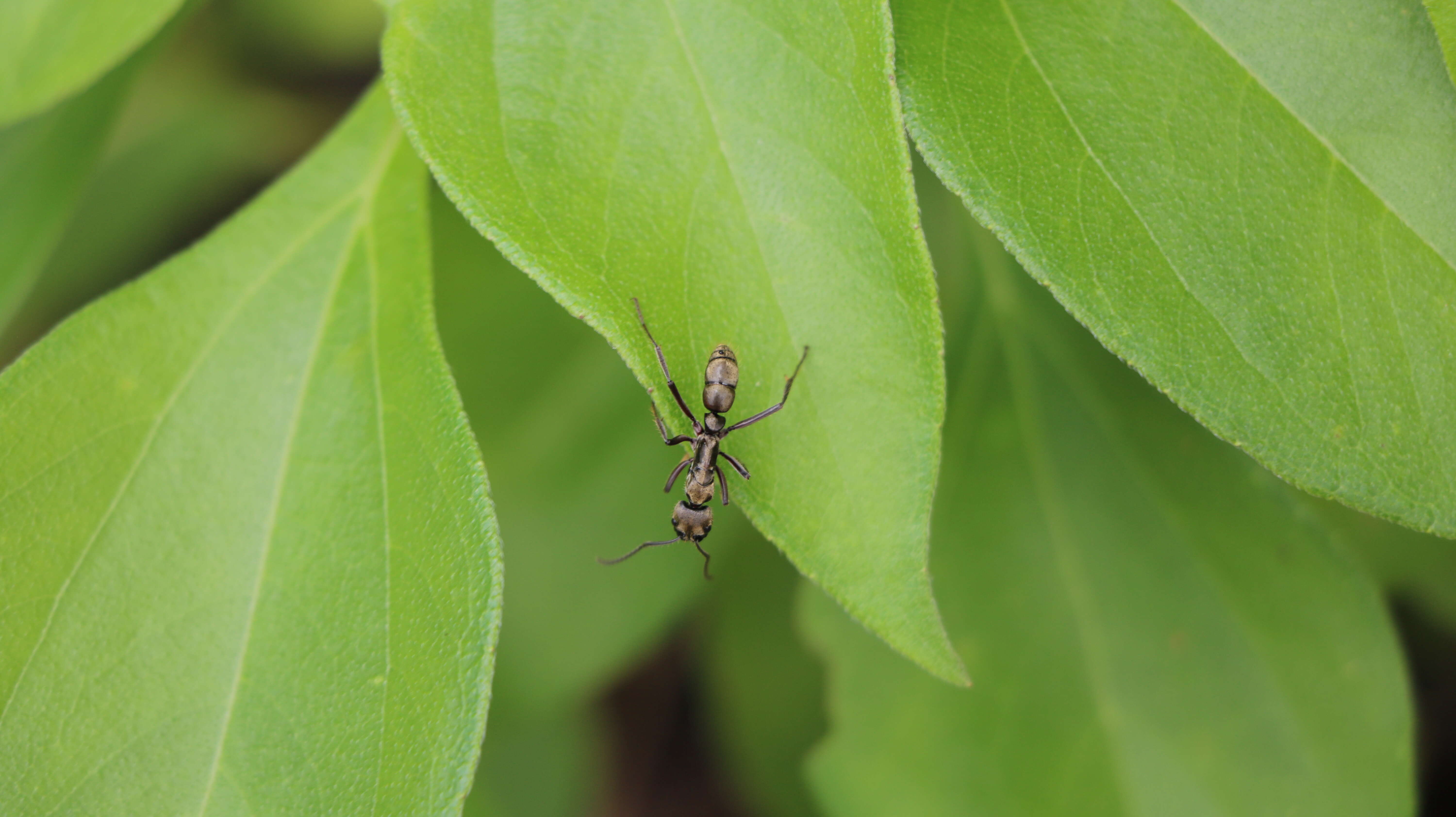 Image of Neoponera