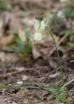 Image of Narcissus cernuus