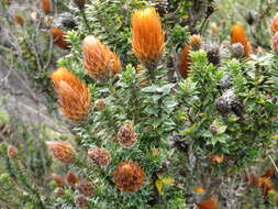 Image of flower of the Andes