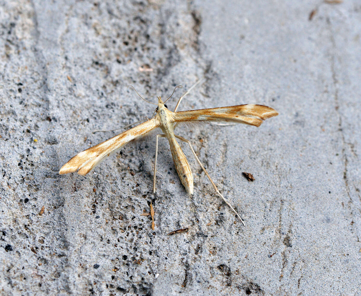 Image of Gillmeria pallidactyla (Haworth 1811)