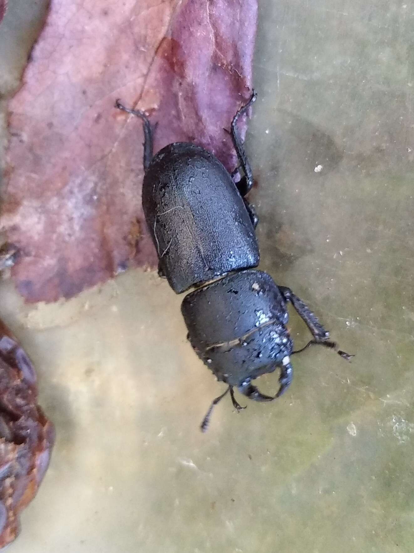 Image of Dorcus parallelipipedus (Linnaeus 1758)