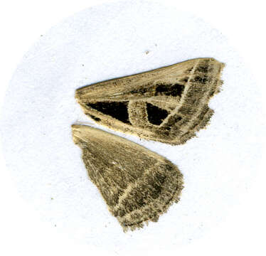 Image of Callistege diagonalis Dyar 1898