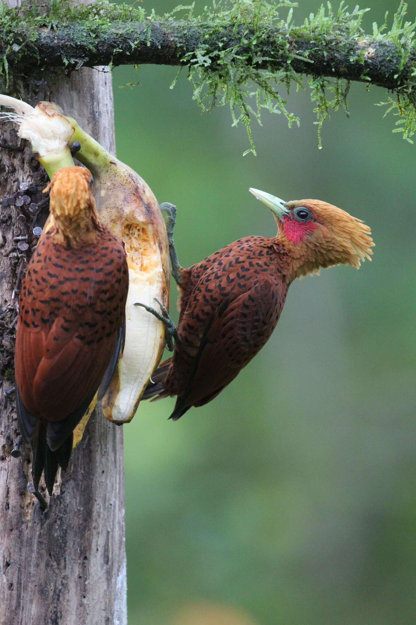 Image of Chestnut-colored Woodpecker